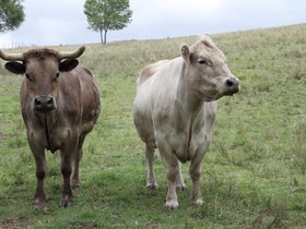 2012-12-09-54 Sweetie and Milo (c) Jason Grossman.jpg